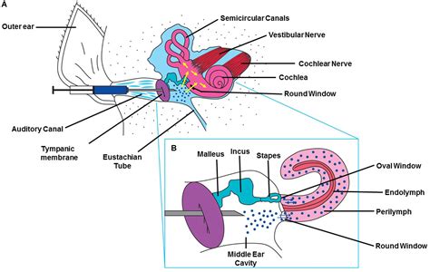 Semicircular canal drug delivery safely targets the inner ear 